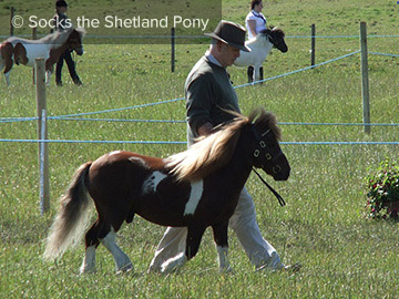 Socks the Shetland Pony - 3 Year Old