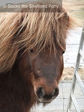Socks the Shetland Pony - 4 Year Old